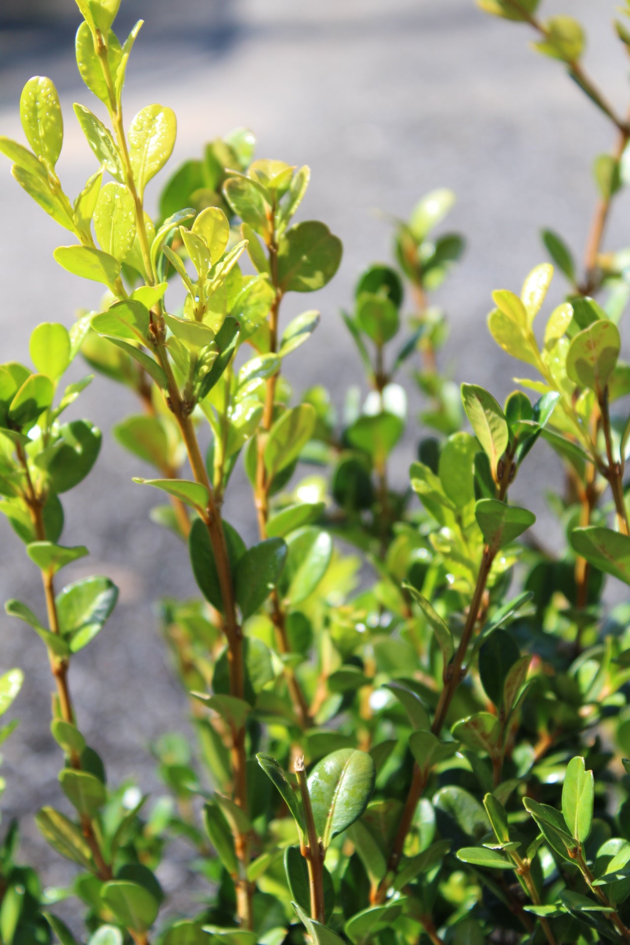 Buxus microphylla japonica 'Green Beauty'