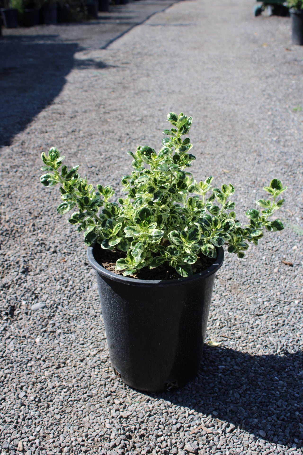 Coprosma repens