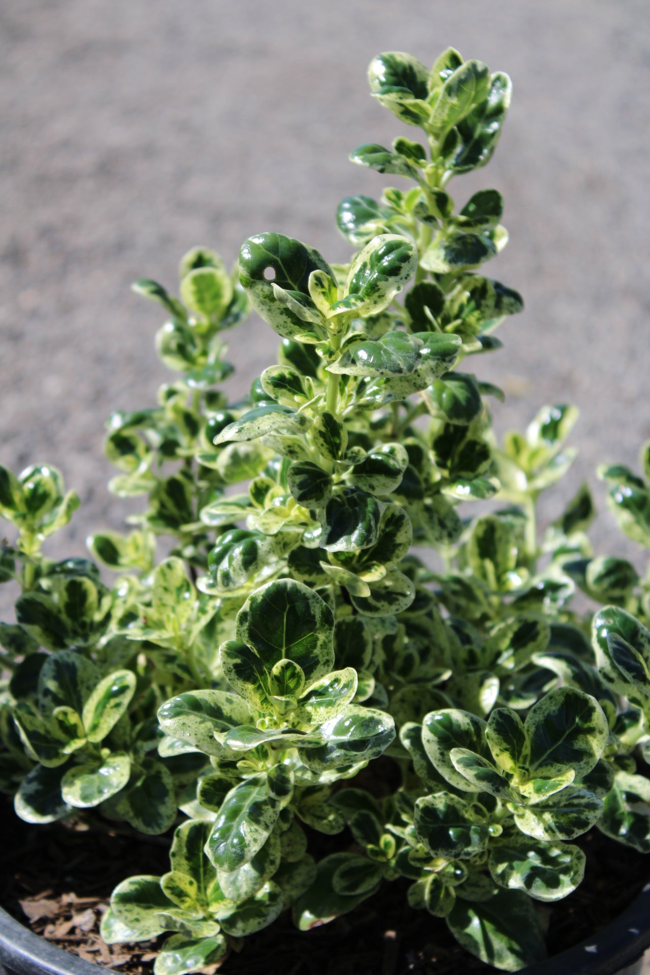 Coprosma repens