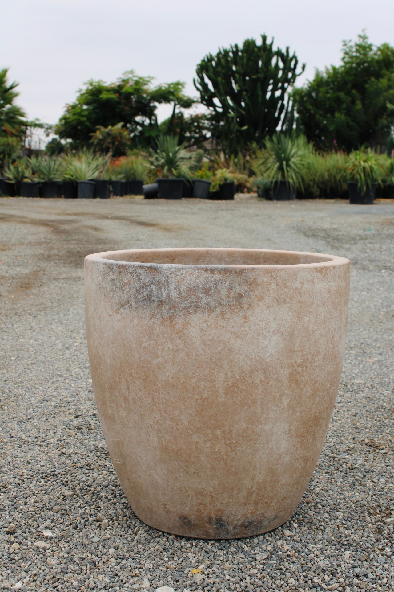 Taza Paty