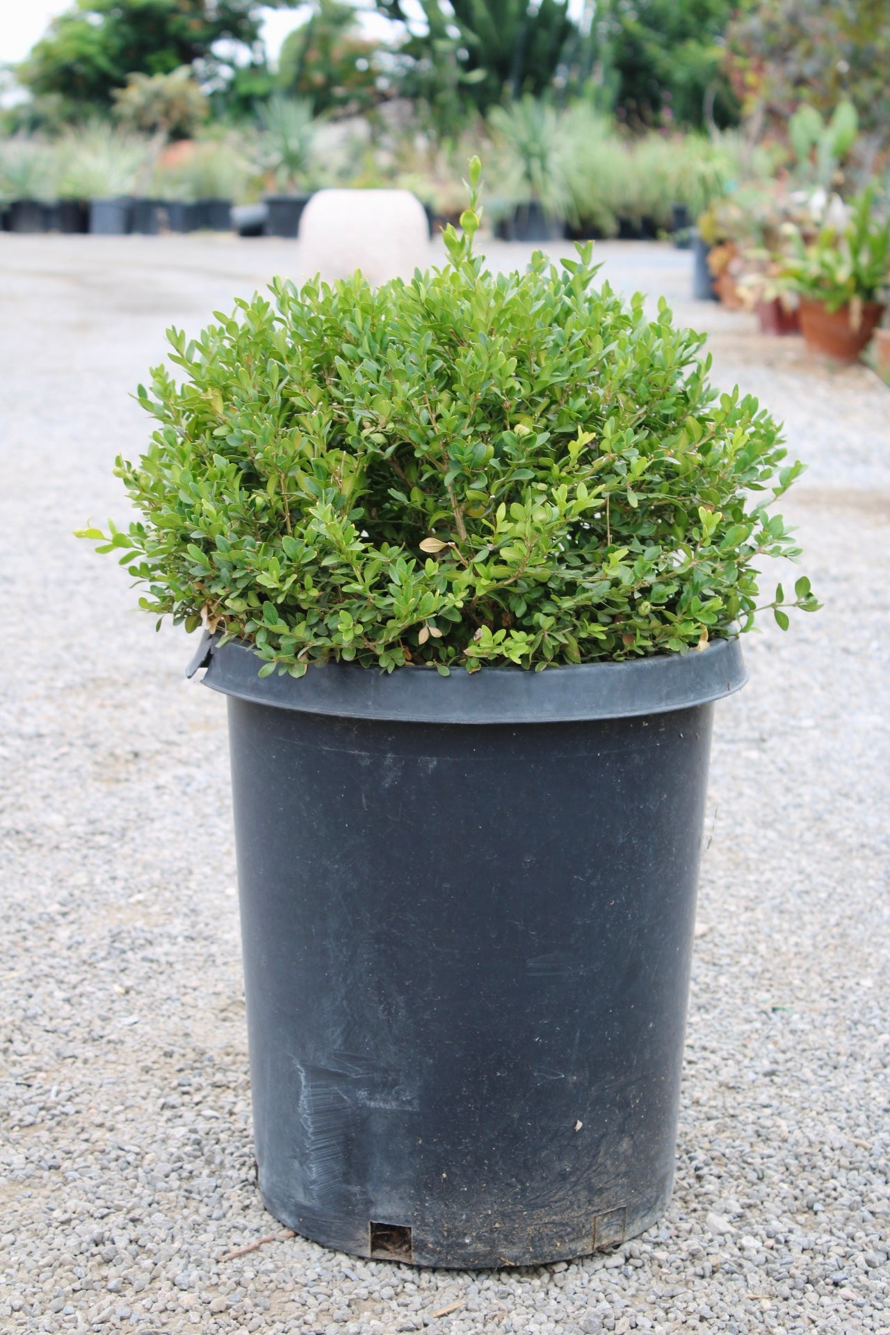Japanese Boxwood Ball ( Buxus microphylla var. japonica )