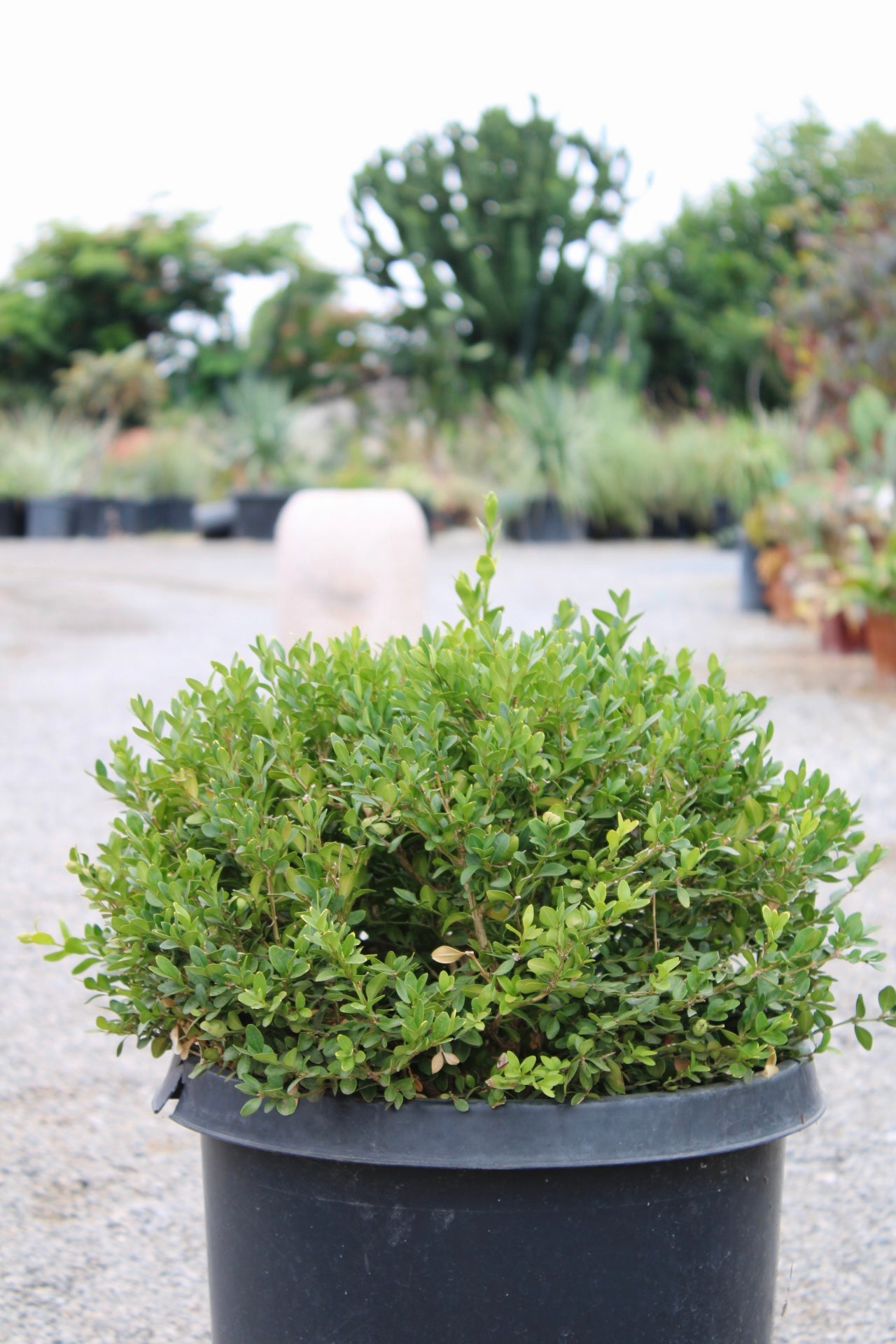 Japanese Boxwood Ball ( Buxus microphylla var. japonica )