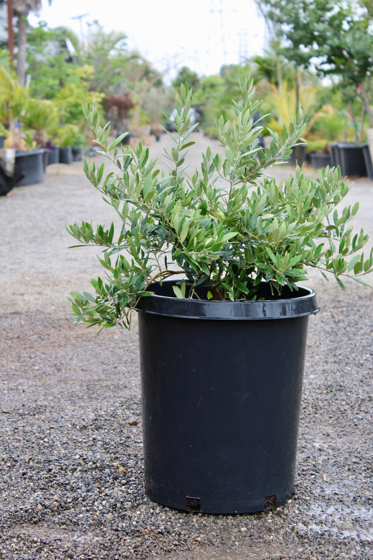 Dwarf Olive 'Little Ollie®' (Olea europaea 'Montra')