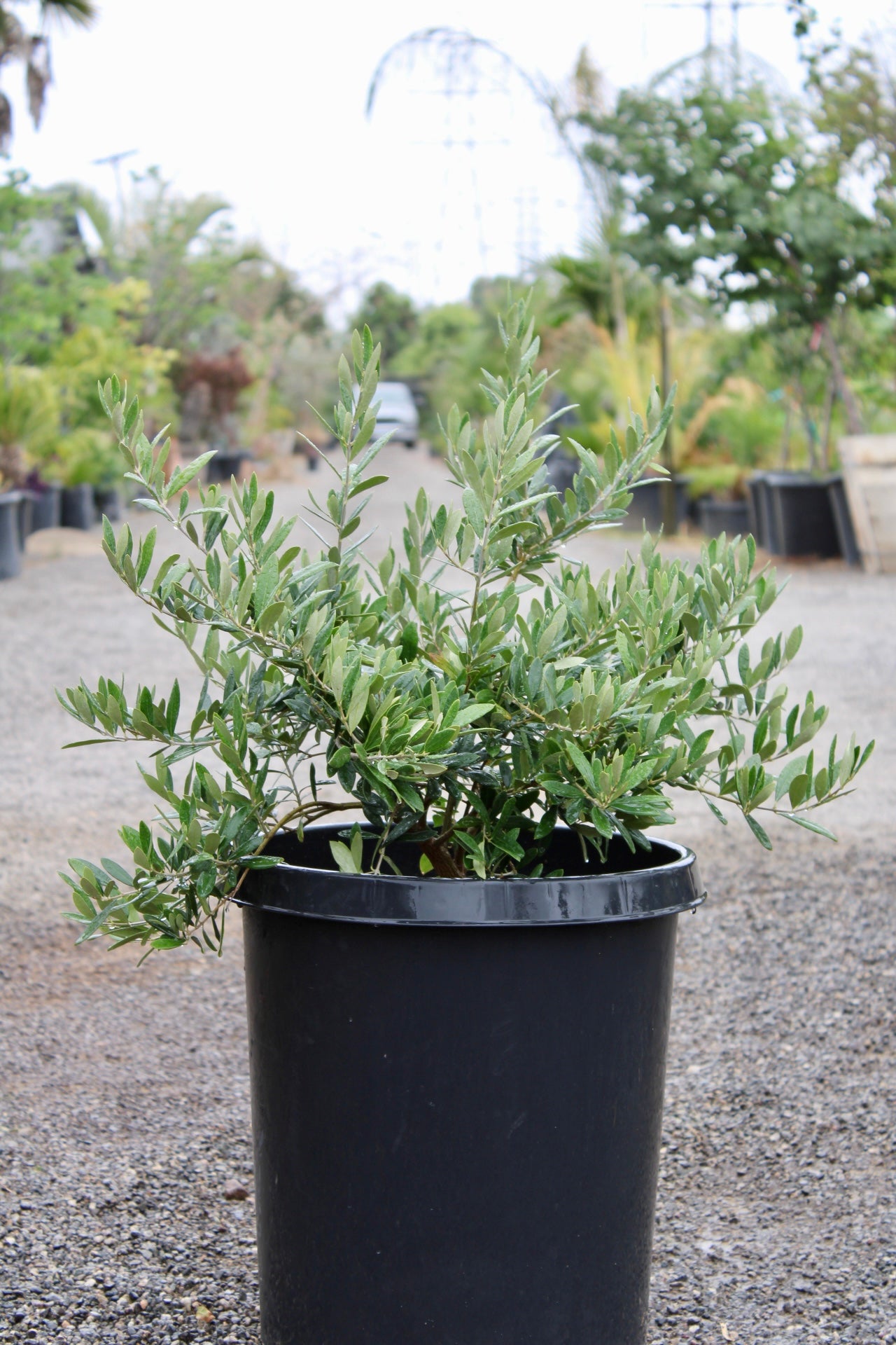Dwarf Olive 'Little Ollie®' (Olea europaea 'Montra')