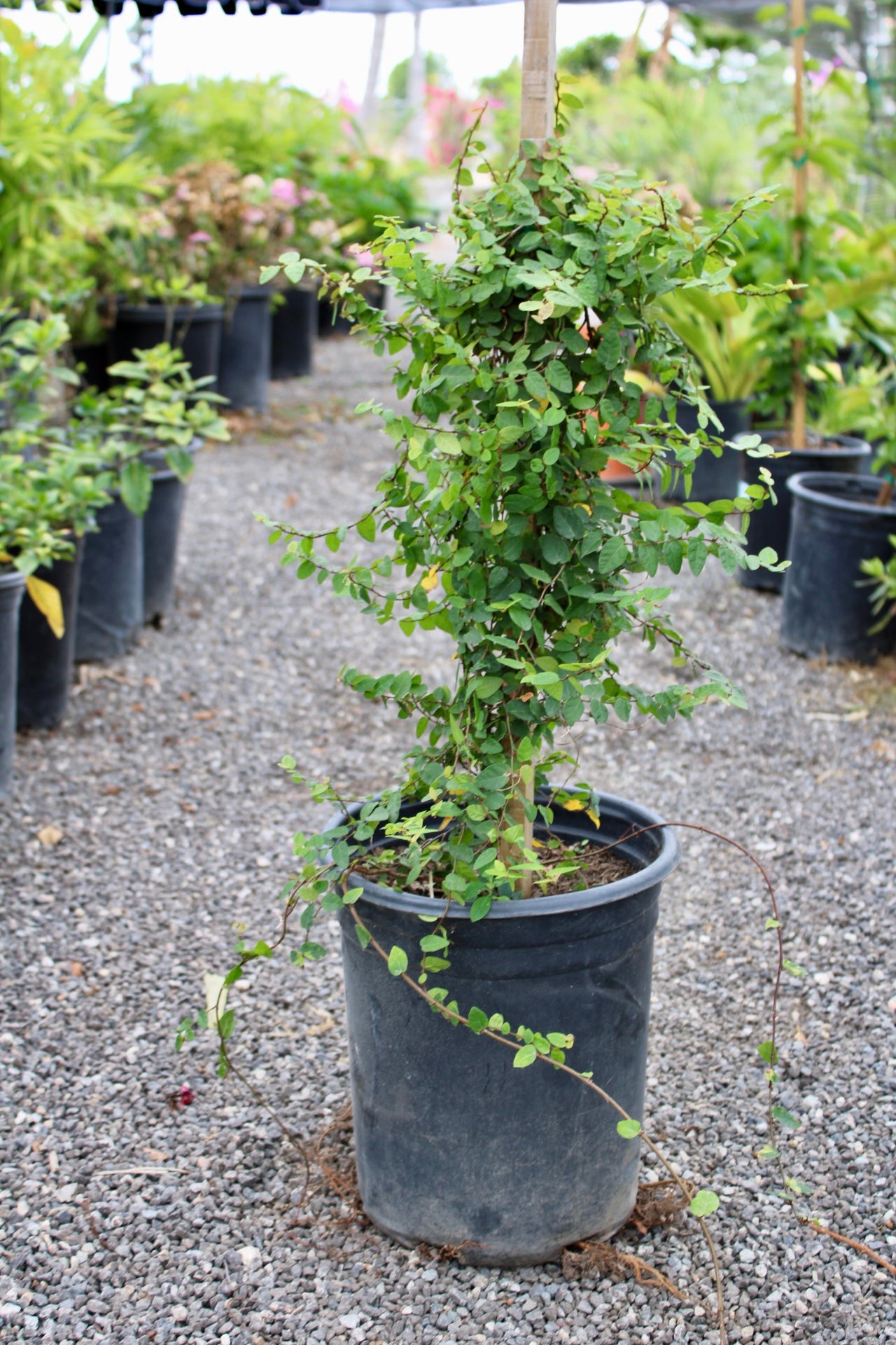 Creeping Fig (Ficus pumila)