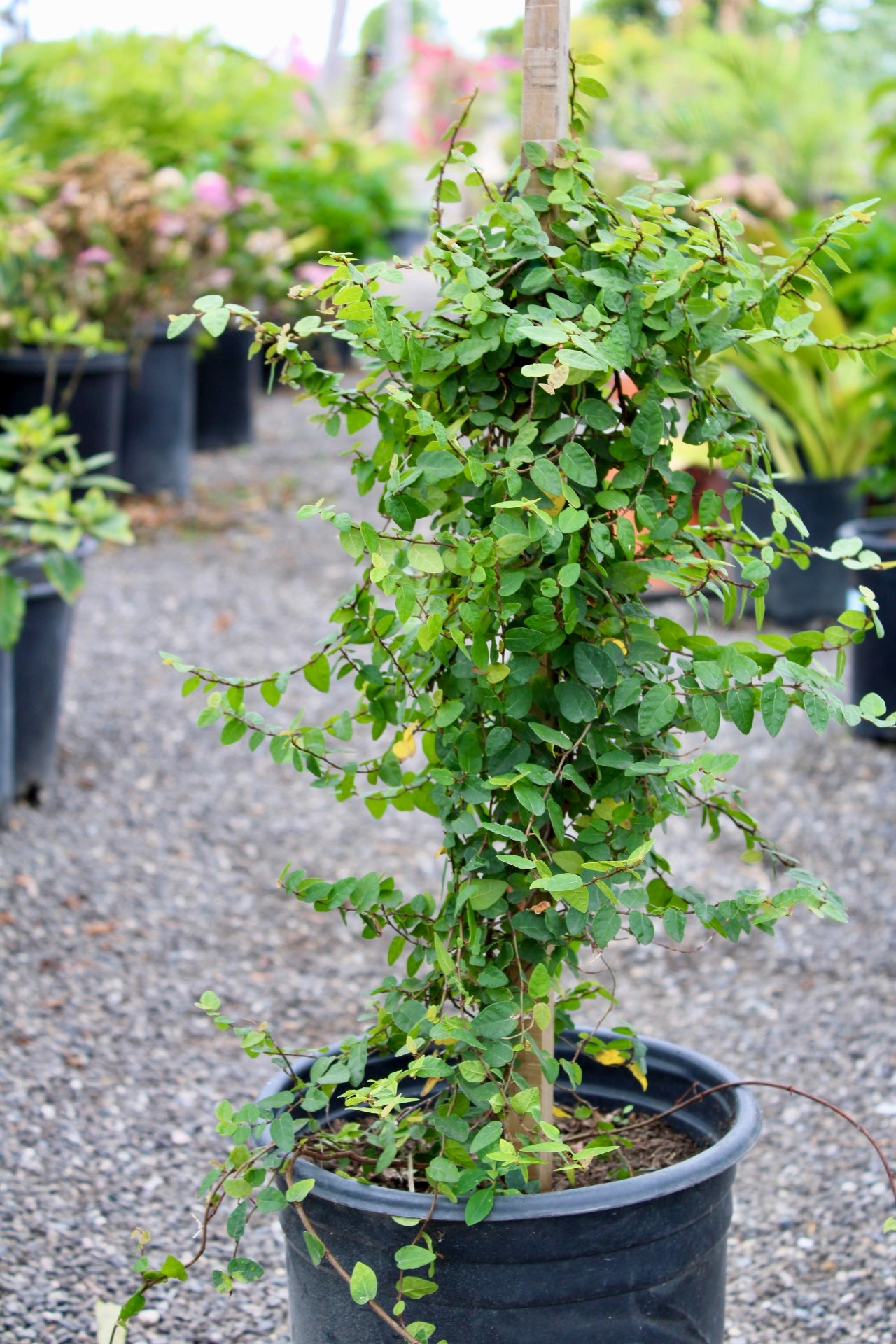 Creeping Fig (Ficus pumila)