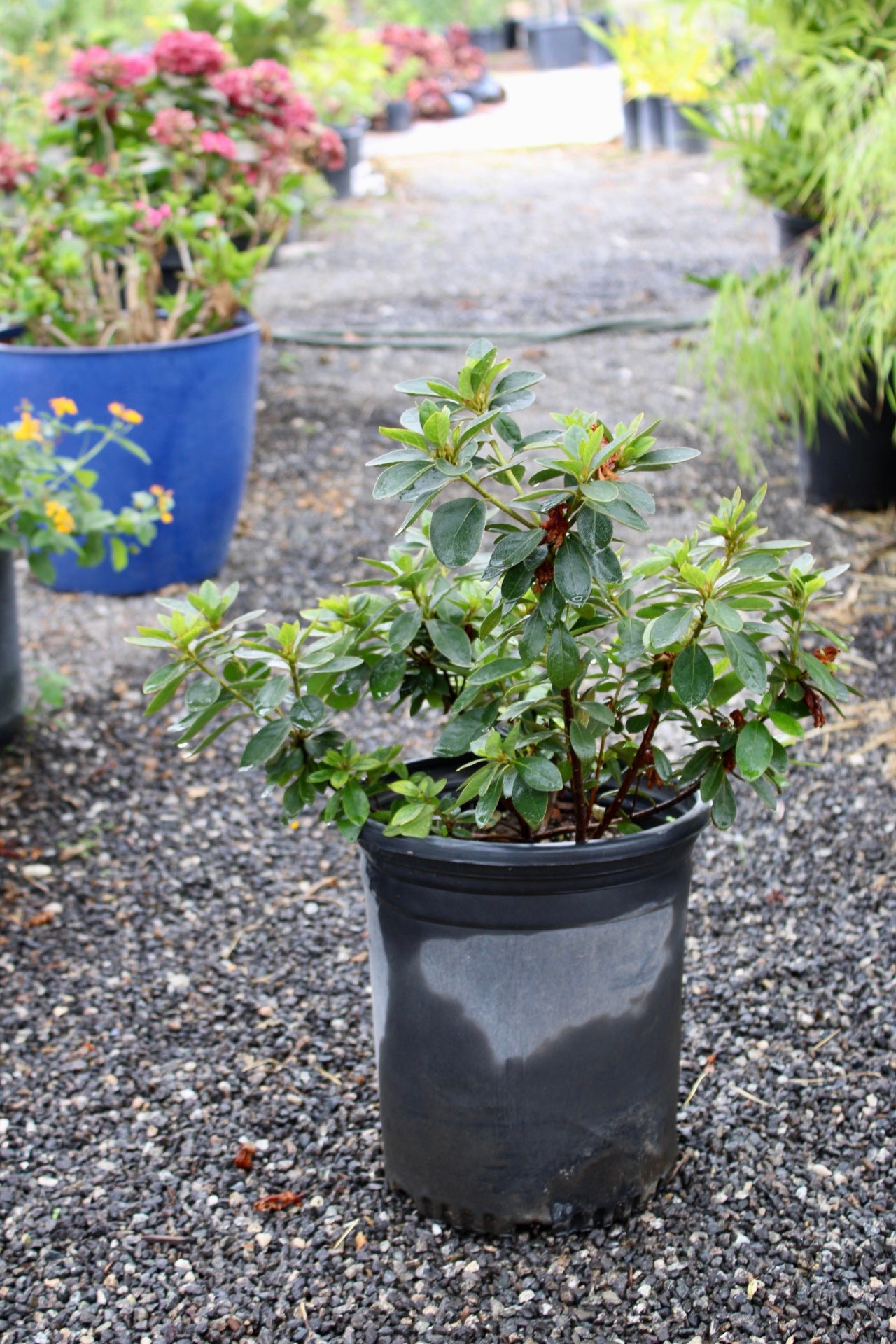 Azaleas (Rhododendron spp.)
