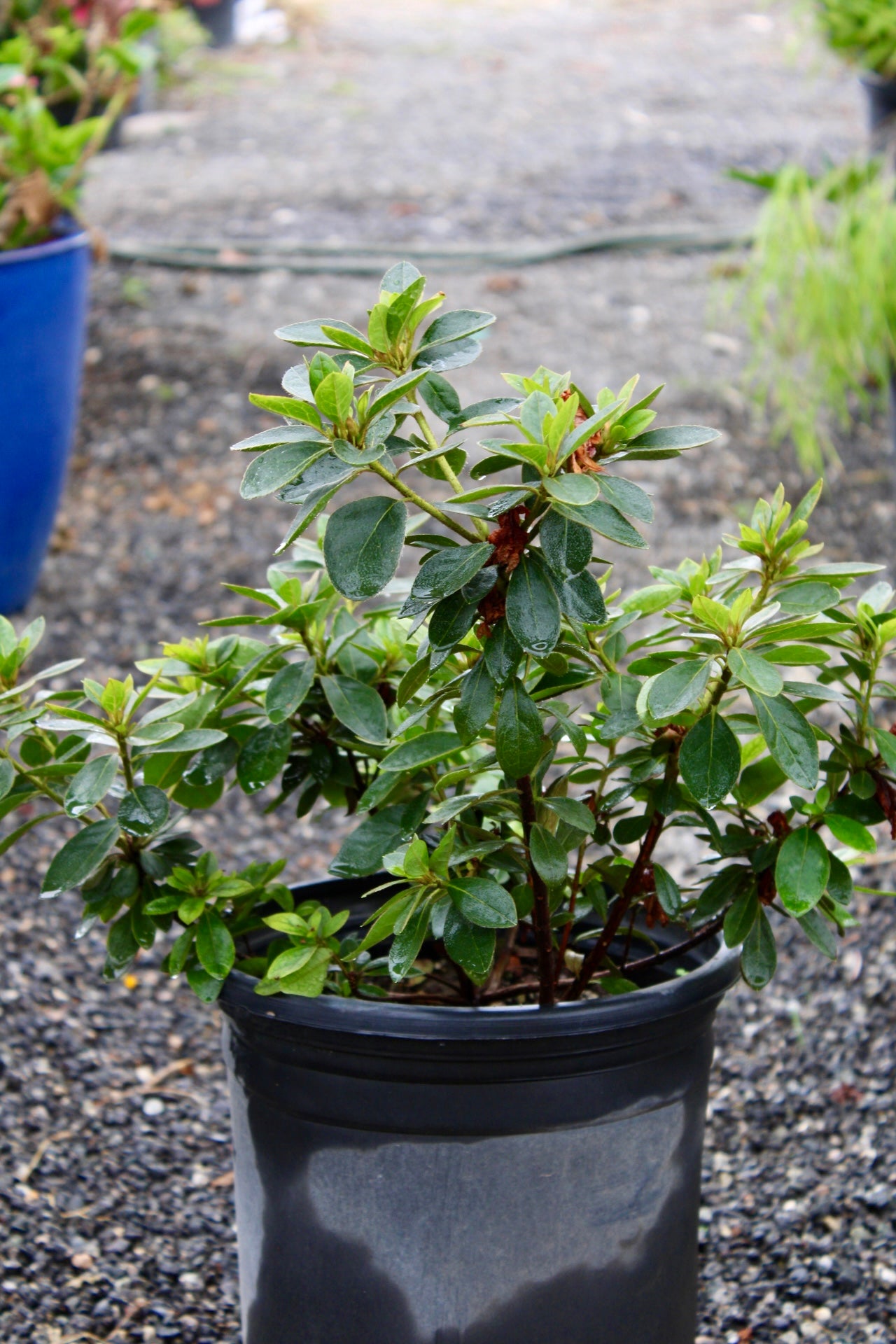 Azaleas (Rhododendron spp.)