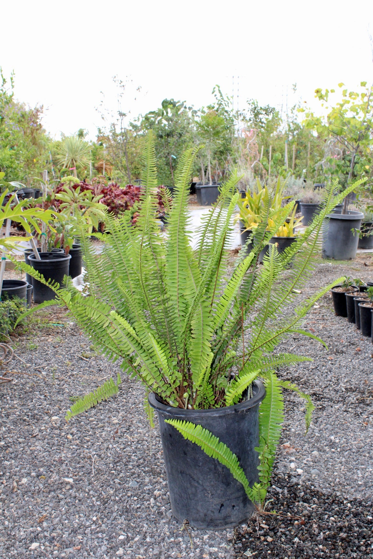 Tuberous Sword Fern (Nephrolepis cordifolia)