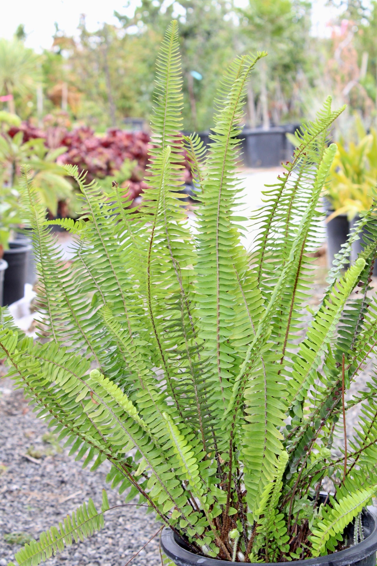 Tuberous Sword Fern (Nephrolepis cordifolia)