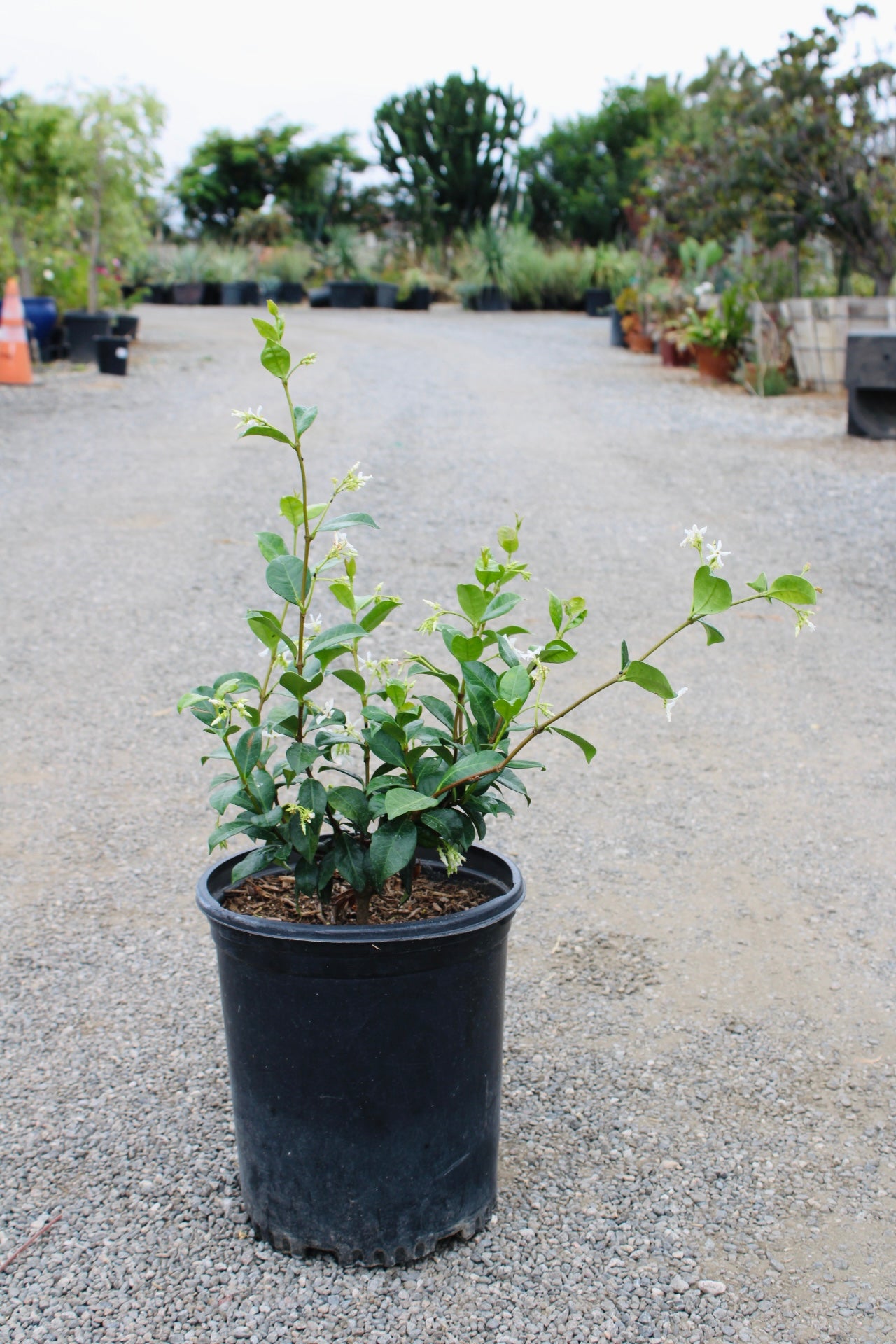Star Jasmine Shrub (Trachelospermum jasminoides)