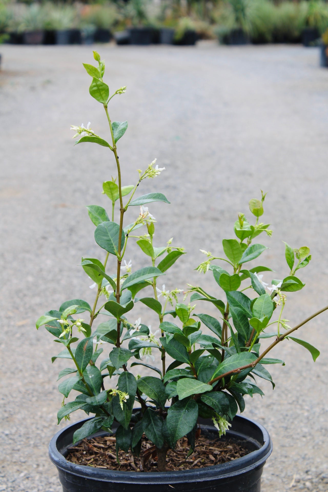 Star Jasmine Shrub (Trachelospermum jasminoides)