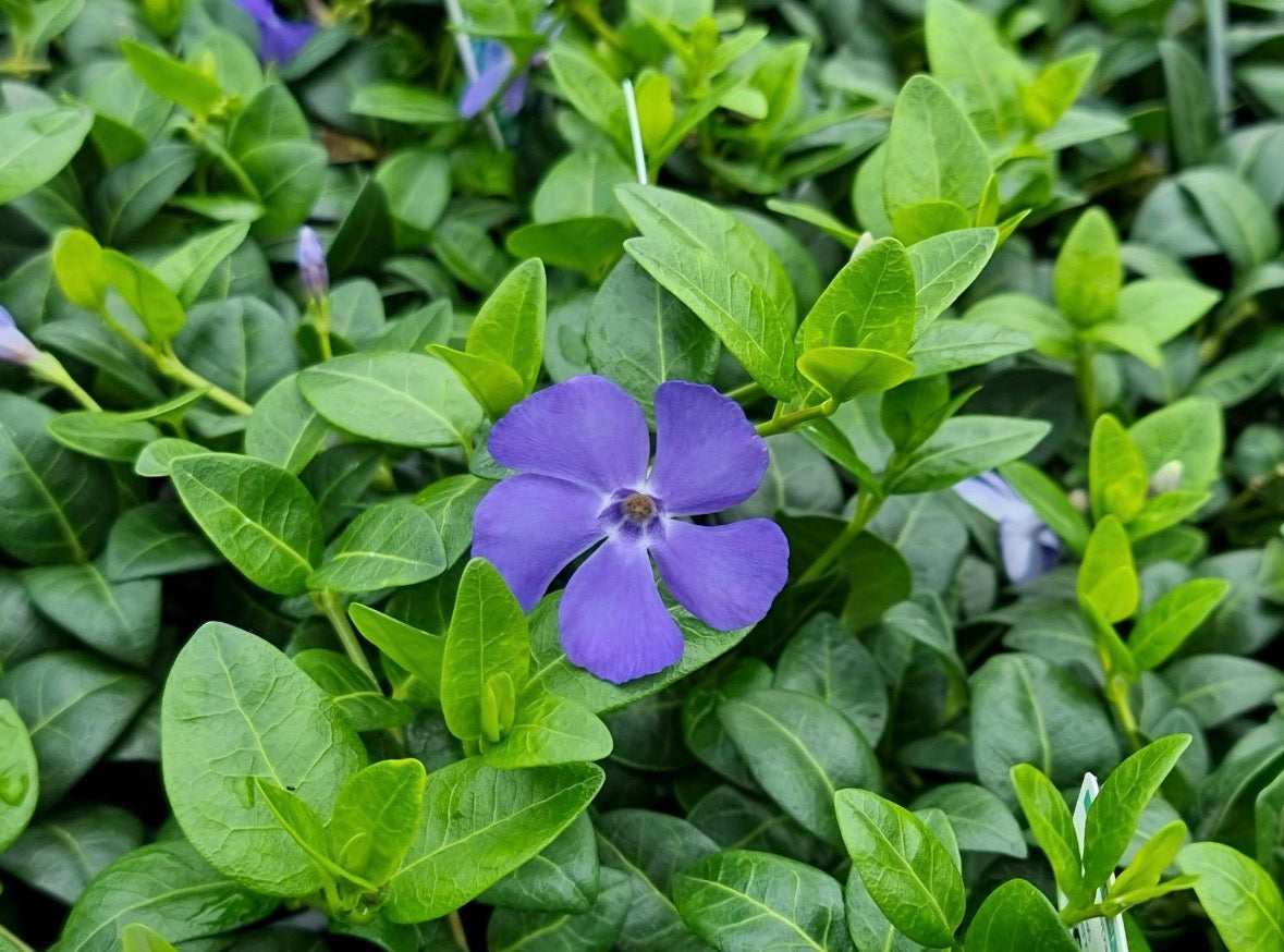 Vinca Minor Ground Cover Flat