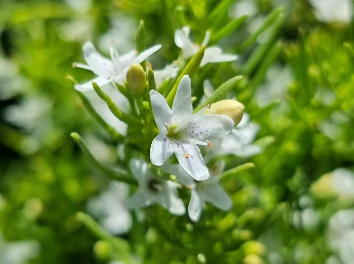 Myoporum parvifolium 'White' Ground Cover Flat