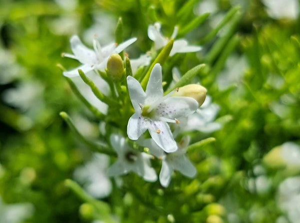 Myoporum parvifolium 'White' Ground Cover Flat