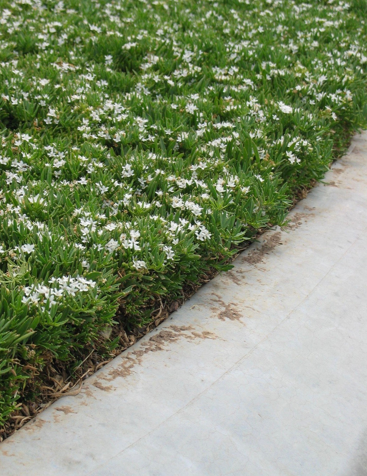Myoporum parvifolium 'White' Ground Cover Flat