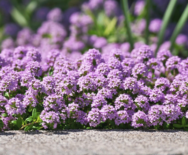 Creeping Thyme Ground Cover Flat