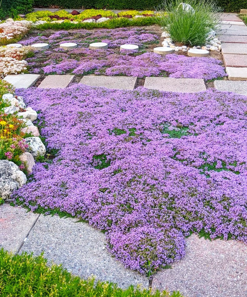 Creeping Thyme Ground Cover Flat