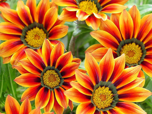 Gazania Trailing Green Leaf 'Fiesta Red' Ground Cover Flat