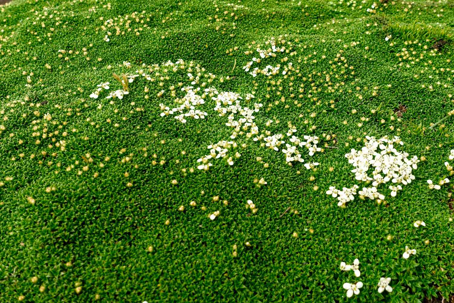 Irish Moss Ground Cover Flat