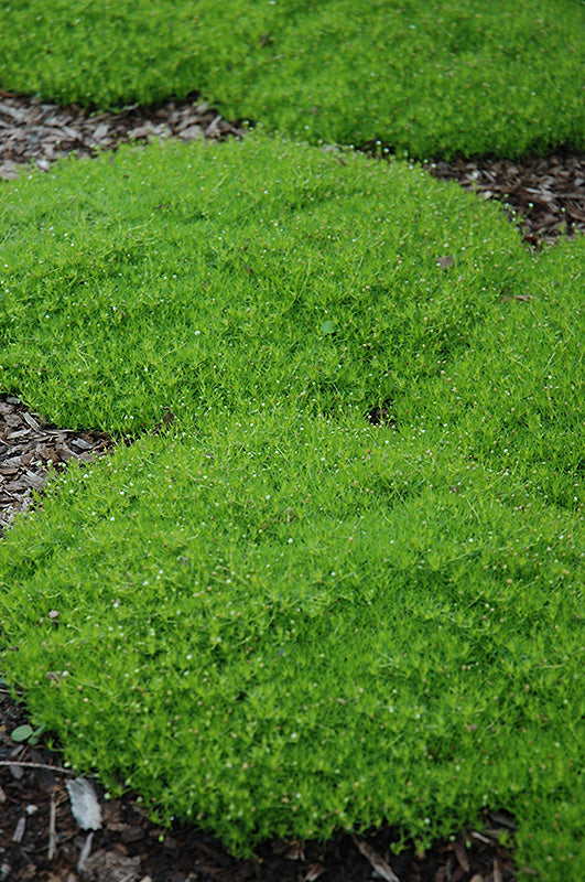 Irish Moss Ground Cover Flat