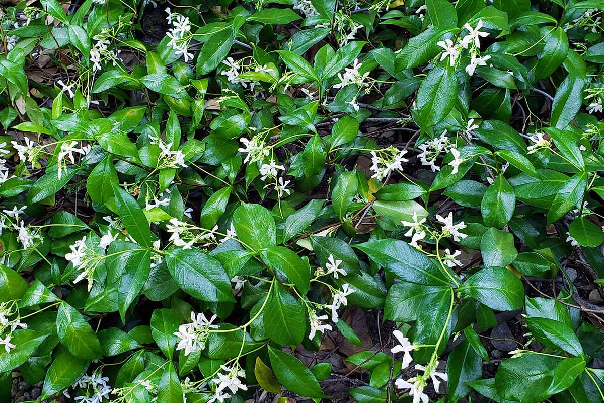 Star Jasmine Ground Cover Flats