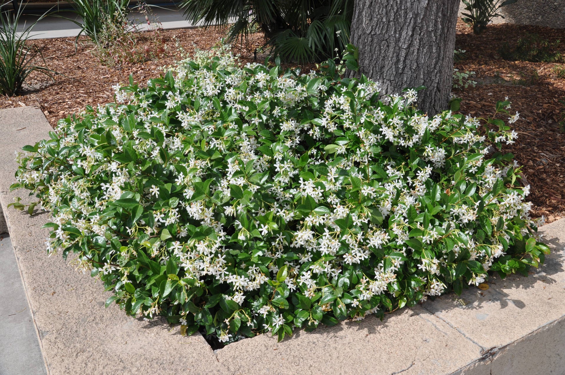 Star Jasmine Ground Cover Flats