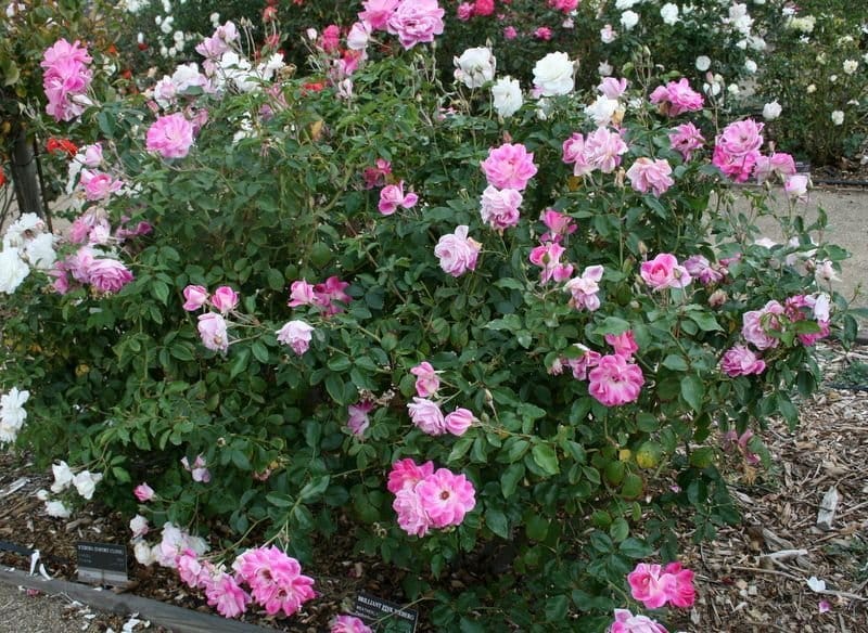 Blushing-Pink Iceberg Rose